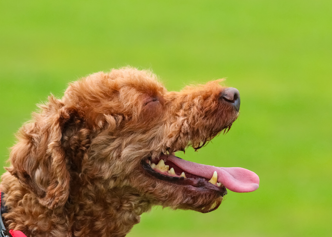 Dogs do sweat, but it's not really how they cool down